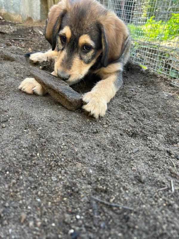 Toby Dolce Cucciolo Cerca Famiglia 